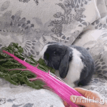 Eating Rabbit Viralhog GIF
