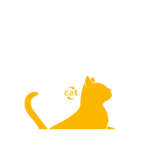 gat gato cat pisica naranja
