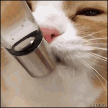 Cat Drink Pet Dispenser GIF - Cat Drink Pet Dispenser GIFs