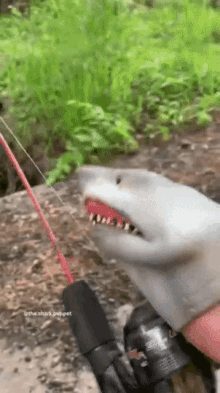Shark Puppet Fishing GIF