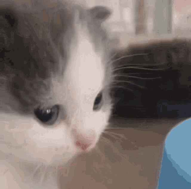 cute cat gif tumblr