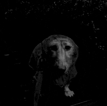 a black and white photo of a dog with a leash