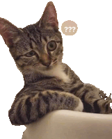 a cat with a question mark above it 's head