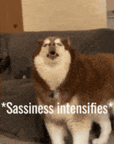 a husky dog is standing in front of a couch with the words " sassiness intensifies " written on it