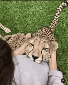 Cheetah Happy GIF - Cheetah Happy Friends GIFs