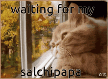 Cat Salchipapa GIF - Cat Salchipapa GIFs
