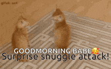 two cats looking at each other with the words good morning babe surprise snuggle attack written below them