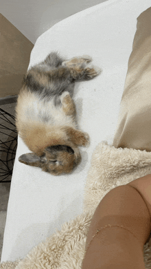 a rabbit is laying on its back on a bed next to a woman 's arm