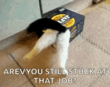 cats in boxes fail are you still stuck at that job