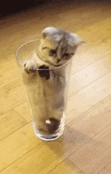 kitten cat i fit i sit cup