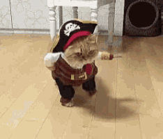 Pirate Costume Cat GIF Pirate Costume Cat Cute Discover Share GIFs