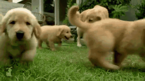 So Many Golden Retriever Puppies! (CUTE COMPILATION) - Puppy Love on Make a  GIF