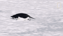 Gliding Penguin Continent7 GIF - Gliding Penguin Continent7 Antarctica GIFs