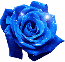 rosas rose blue sparkle glitters