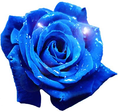 Rosas Rose Sticker - Rosas Rose Blue Stickers