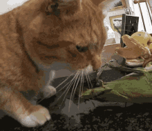 Cat Eating Corn Weird Cat GIF - Cat Eating Corn Weird Cat Cat GIFs