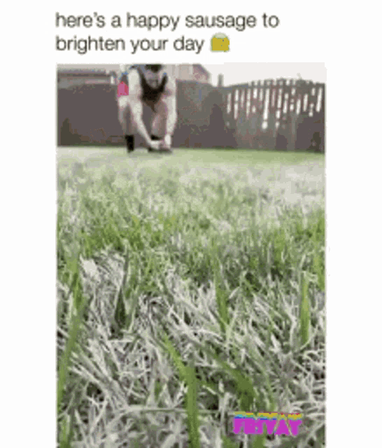 Funny Dog GIFs That Will Brighten Your Day