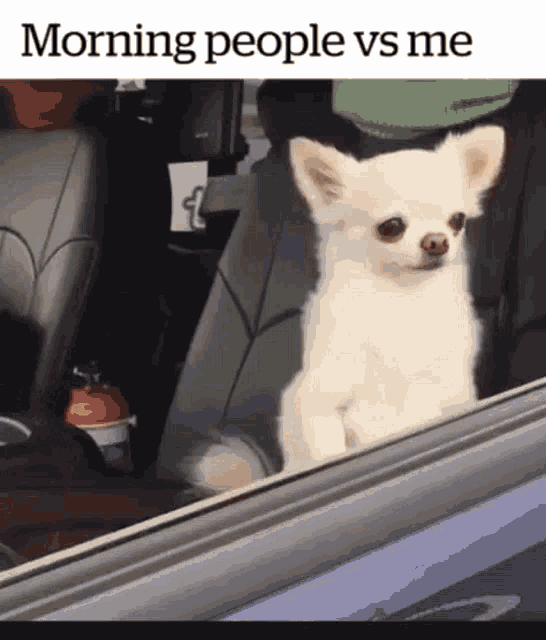 Good Morning Funny Animals GIF - GoodMorning FunnyAnimals InsomniaCat -  Discover & Share GIFs