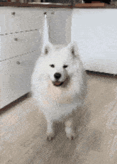 Mayapolarbear Samoyed Dog GIF - Mayapolarbear Samoyed Dog Samoyed GIFs