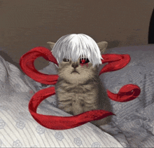 a cat with a white head and red eyes is laying on a bed with cursed + blessed written on the bottom