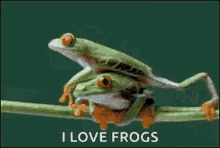 Frog Hug GIF