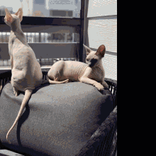 two hairless cats are sitting on a gray pillow