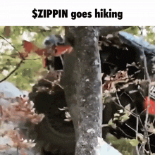 a picture of a squirrel in a tree with the words $ zippin goes hiking below it