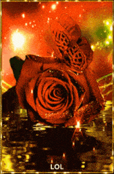 a butterfly sits on top of a red rose with lol written on the bottom