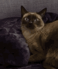 Cat Siamese GIF - Cat Siamese Afirmative GIFs