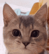 Wow Cat GIF - Wow Cat Kitty GIFs