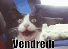 Vendredi Chat GIF - Friday Cat GIFs