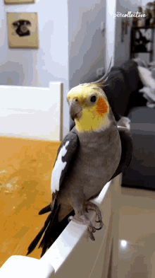 tirpu papukaija parrot