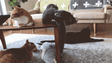 Cats Relax GIF