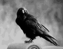 Crow GIF