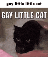 Sols Bug Jar Gay Little Cat GIF - Sols Bug Jar Gay Little Cat Cat GIFs