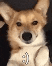 a close up of a dog making a funny face .
