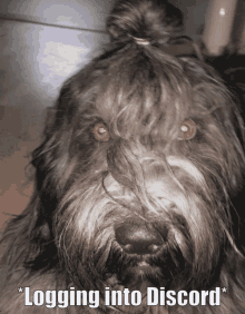 a dog with a bun on its head and the words logging into discord