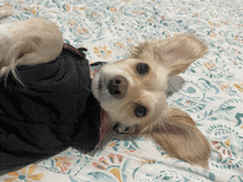 Nala Cute Dog GIF - Nala Cute Dog Screaming Dog GIFs