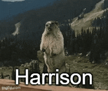 Harrison Harrison Screaming Beaver GIF