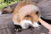 Fox Pets GIF - Fox Pets Hehehe GIFs