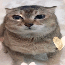 a close up of a cat 's face with gold hearts around it