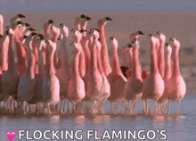 Flamingo Group GIF - Flamingo Group Bird GIFs