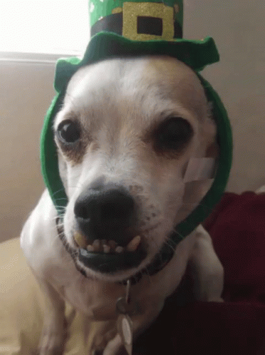Dog Funny Teeth GIF - Dog Funny Teeth Bucktooth - Discover & Share GIFs
