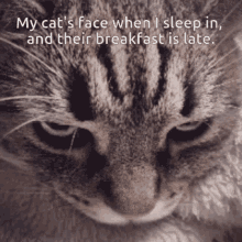Angry Cat Breakfast GIF - Angry Cat Breakfast Snooze Alarm GIFs
