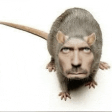 a rat with a man 's face on its head is looking at the camera .