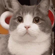 Dimden Cat GIF - Dimden Cat Cute Cat GIFs