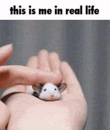 Tiny Mouse Petting GIF - Tiny Mouse Petting Pet GIFs