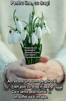 a person is holding a bouquet of snowdrop flowers in their hands with the words pentru tine cu drag
