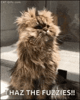 Fluffy Cat GIF - Fluffy Cat Kitten GIFs