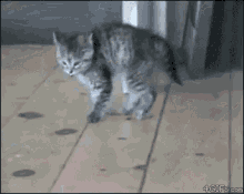 Newyeardance Dancing Cat GIF - Newyeardance Dancing Cat Dance GIFs